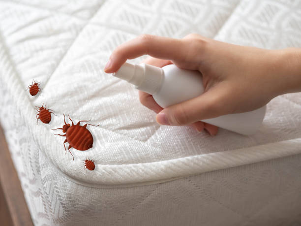 Best Ant Control Services  in Fallsburg, NY
