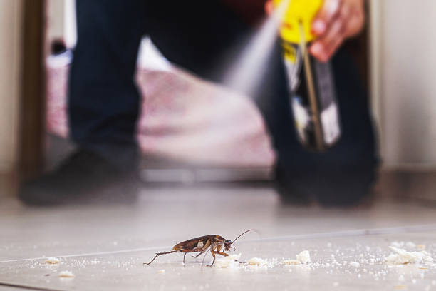 Best Flea Control Services  in Fallsburg, NY